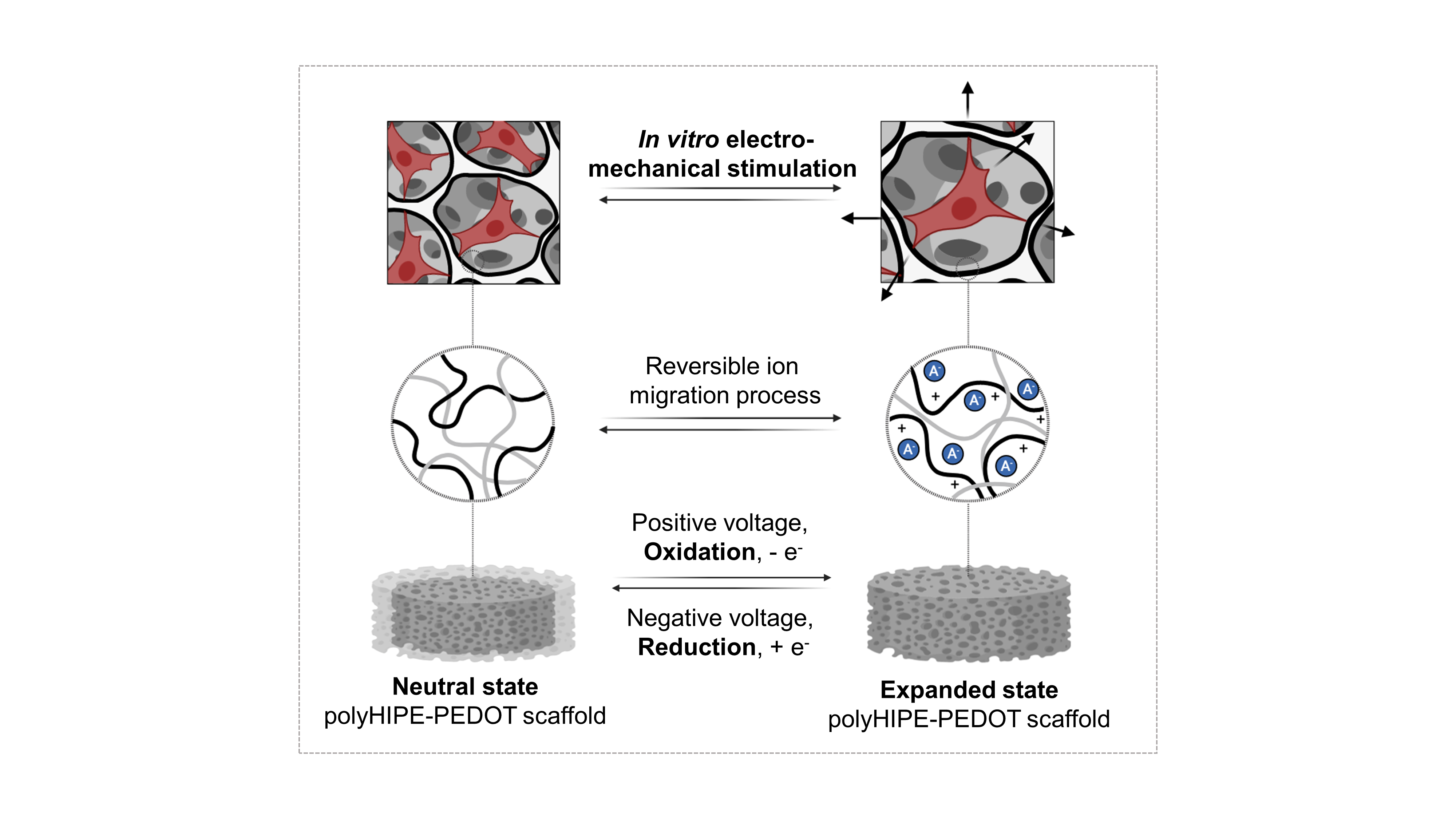 in_vitro_electromechanical_labo_lppi_errmece_cytech