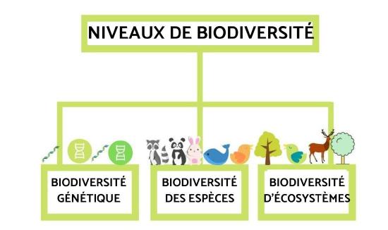 les_3_niveaux_de_la_biodiversite_13_orig