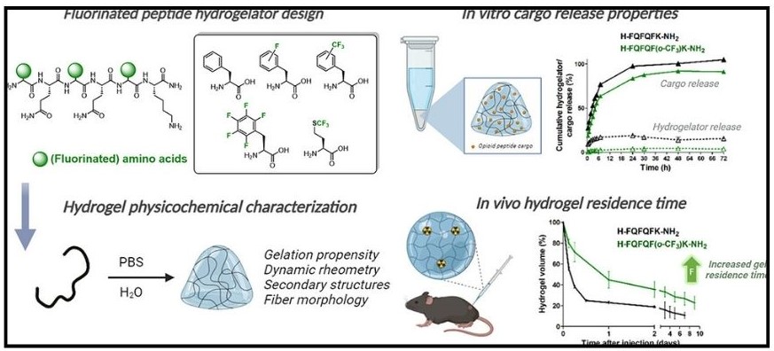 Fluorinated Peptide Hydrogels Result in Longer In Vivo Residence Time after Subcutaneous Administration