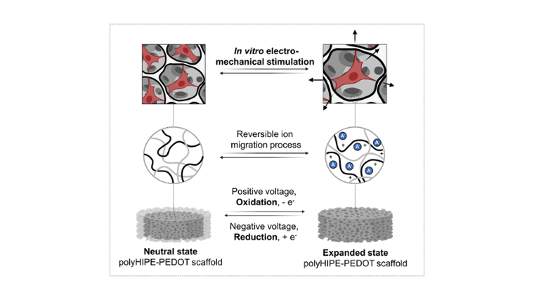 Electroactive 4D Porous Scaffold Based on Conducting Polymer as a Responsive and Dynamic In Vitro Cell Culture Platform